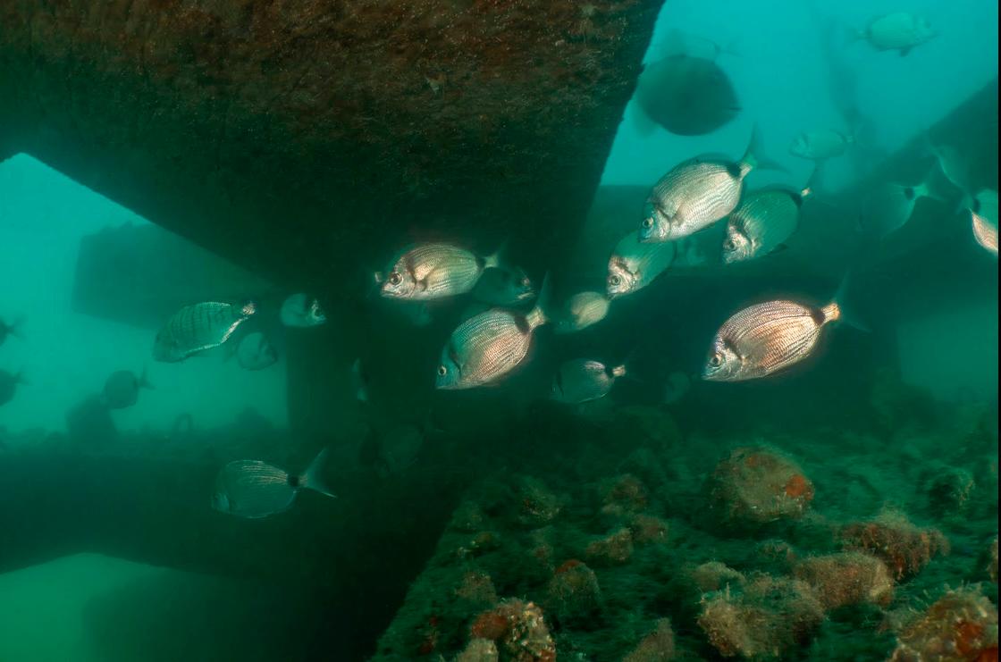 Neptun in Mytilus - nova domova za ribe in morske organizme