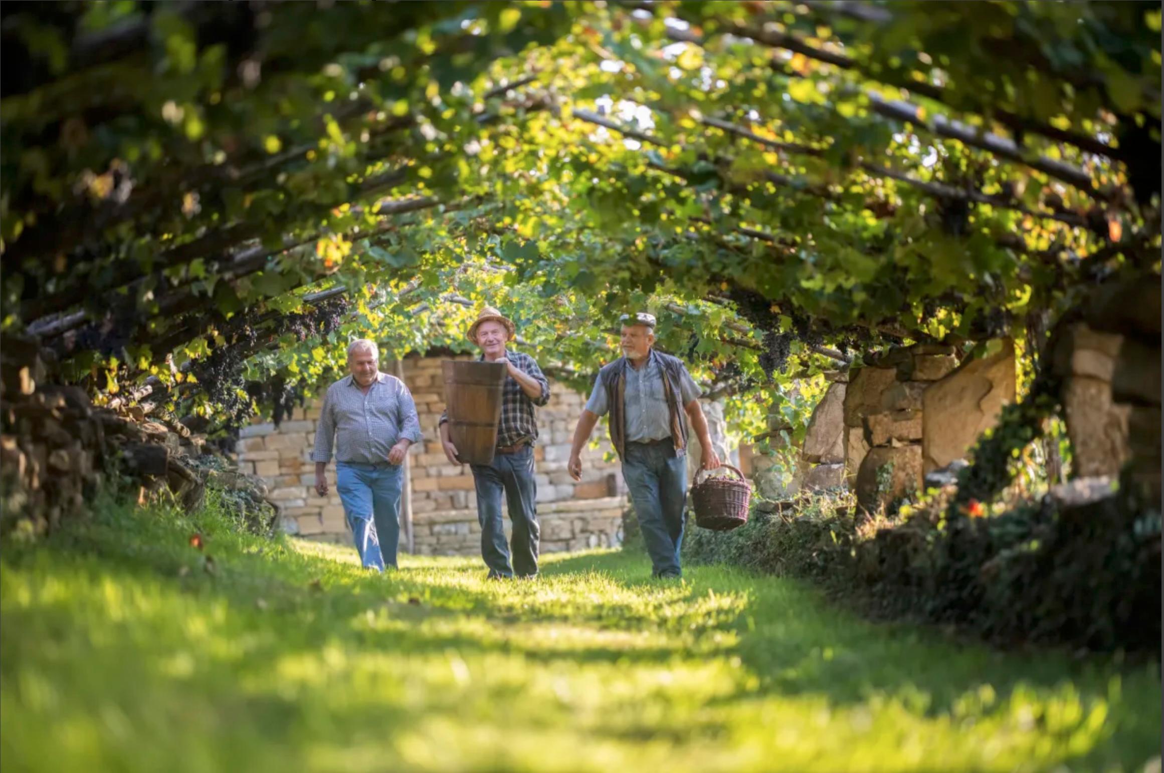 V register nesnovne kulturne dediščine vpisana agrarne skupnosti in vinogradništvo