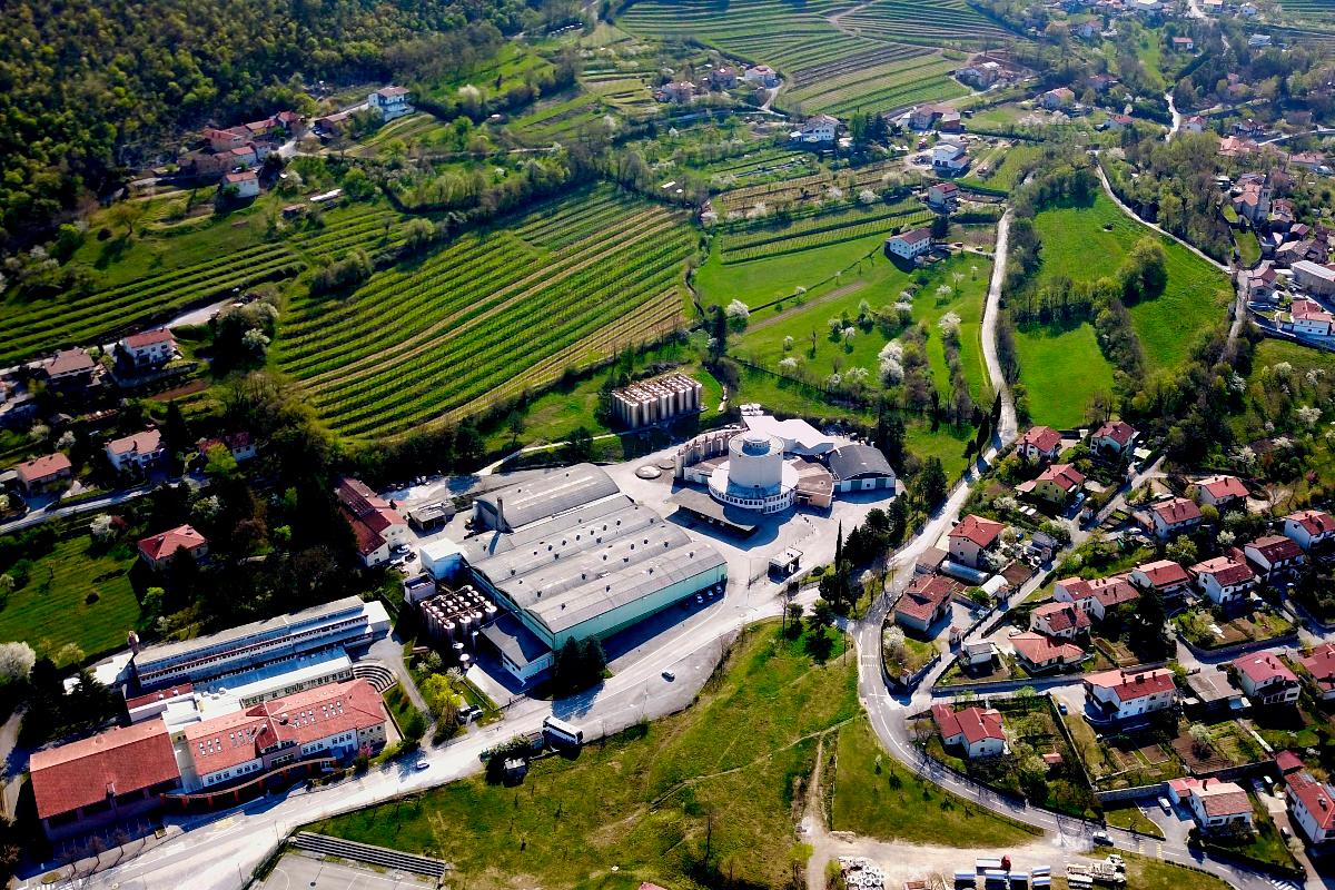 Vipavska vinska klet zaradi visokih temperatur ob četrtino pridelka