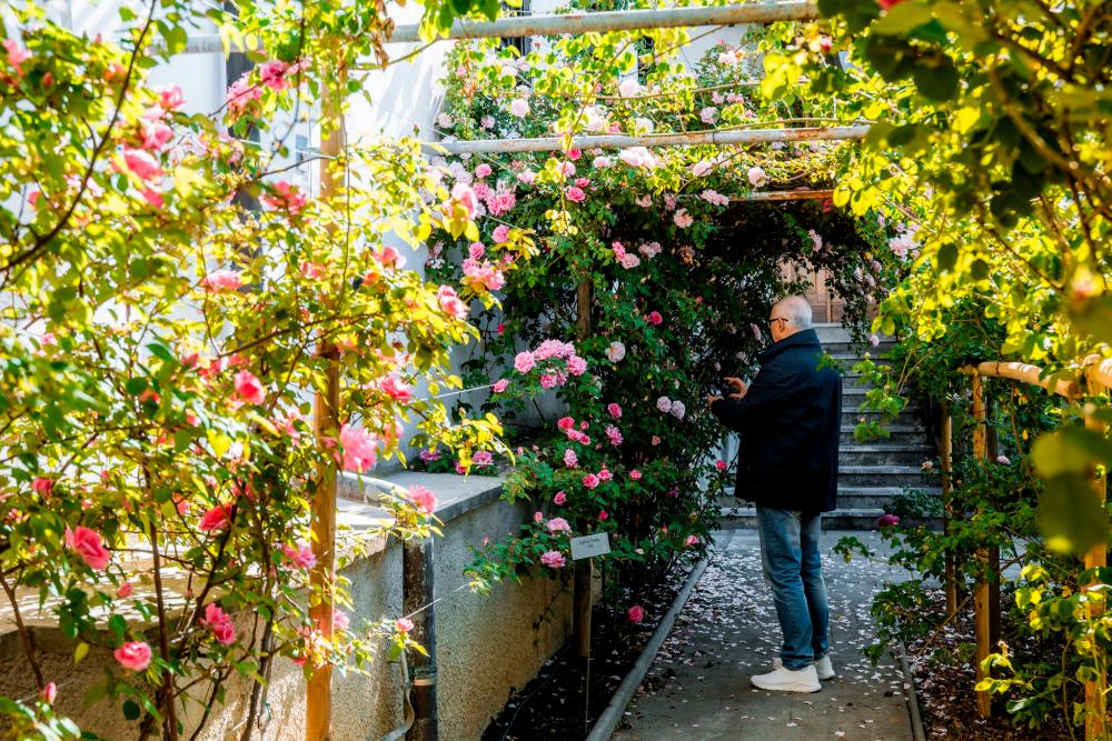 V Novi Gorici se začenja 21. Festival vrtnic