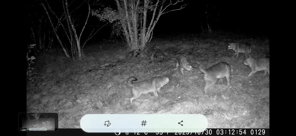 Repenski šakali spet na pohodu