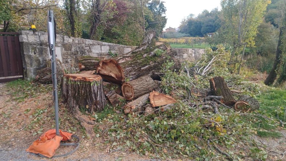Na Kontovelu požagali mogočni topol