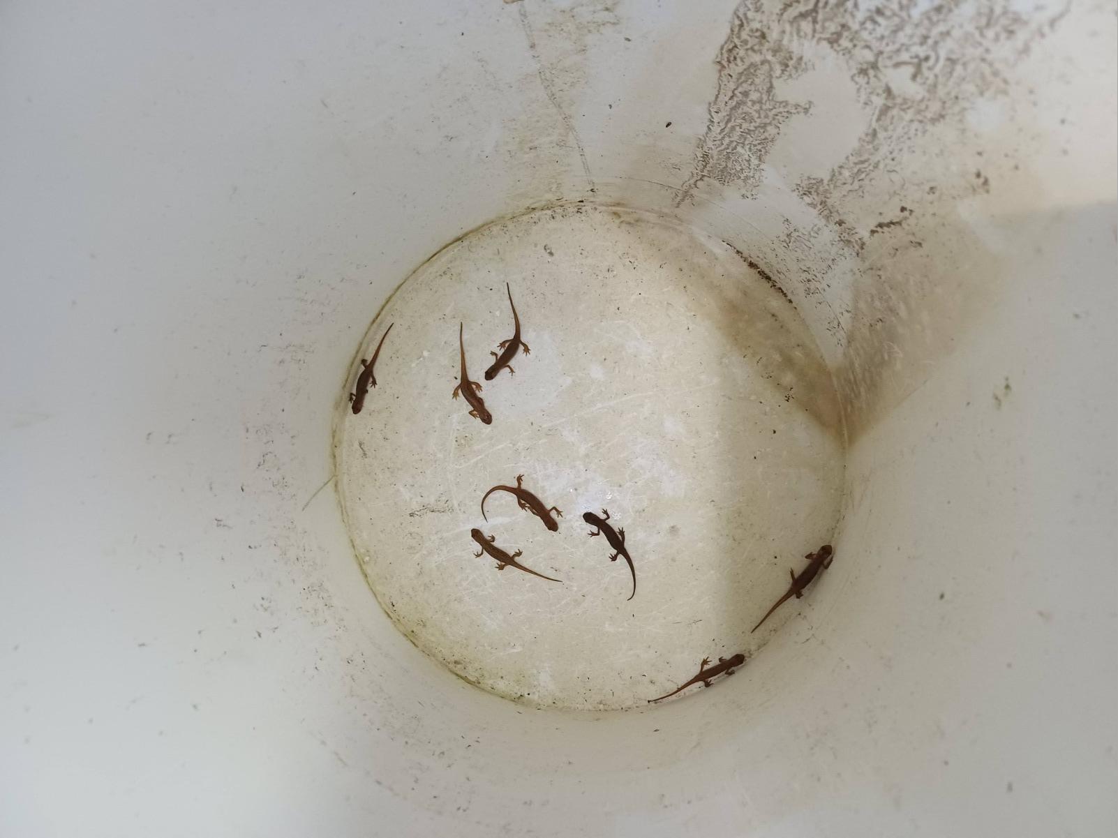 Pozor na krastače, žabe in pupke!