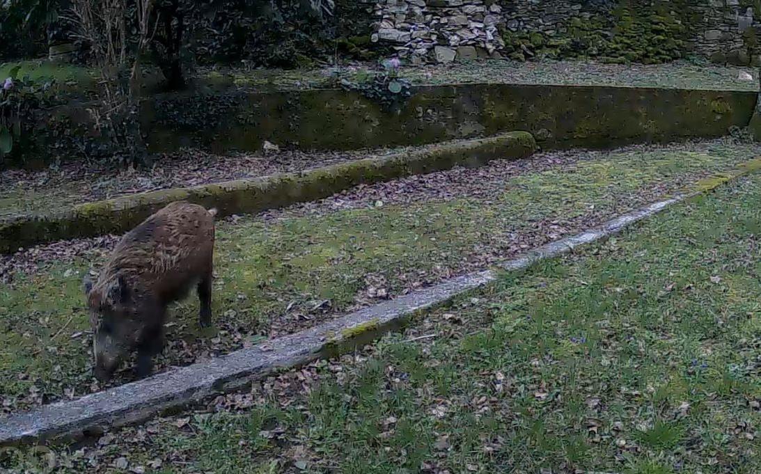 Gozdarski policisti poskrbijo v povprečju za odstrel 200 merjascev letno