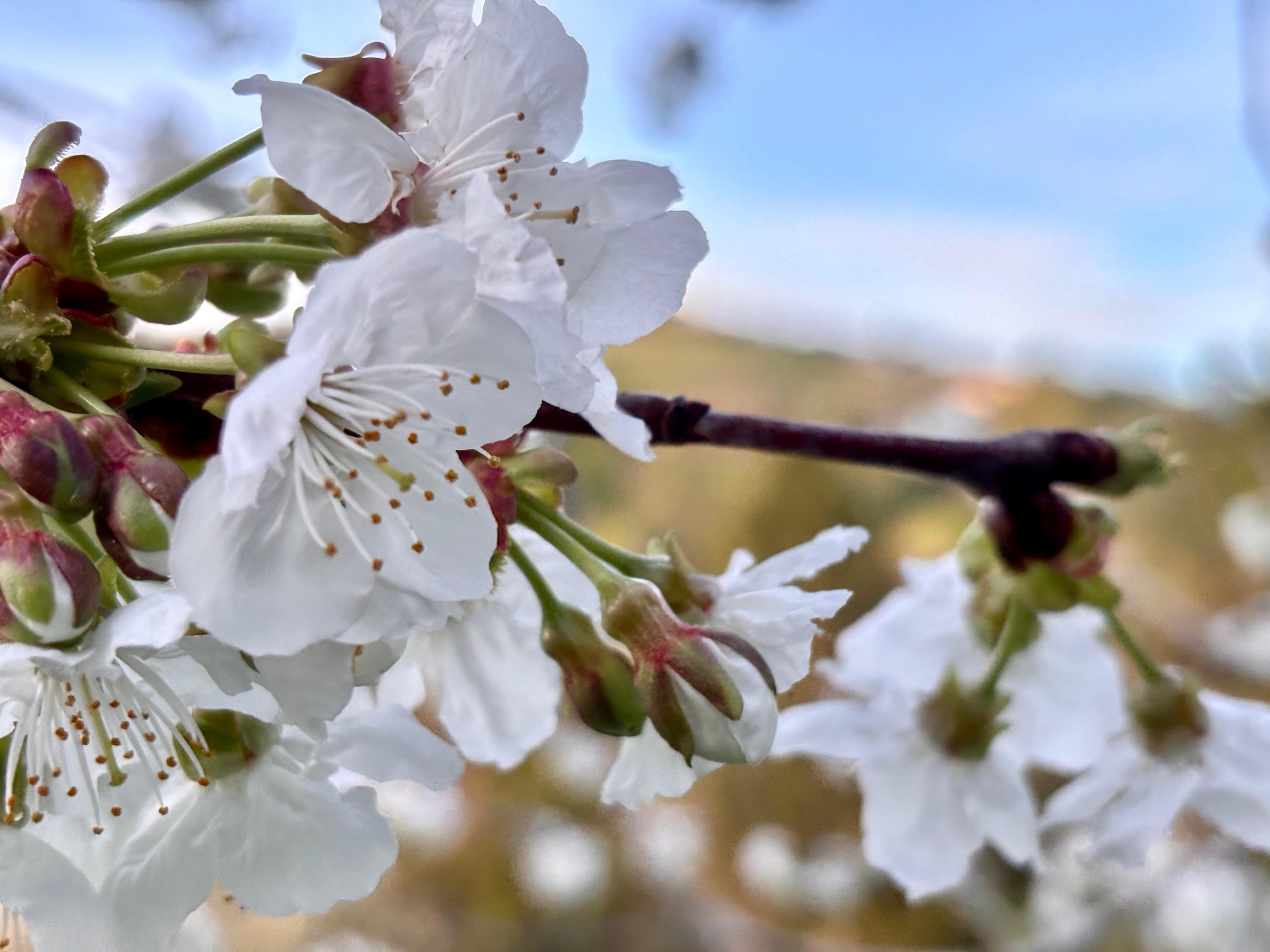 Briška češnja: nekoč vir dohodka, danes poslanstvo