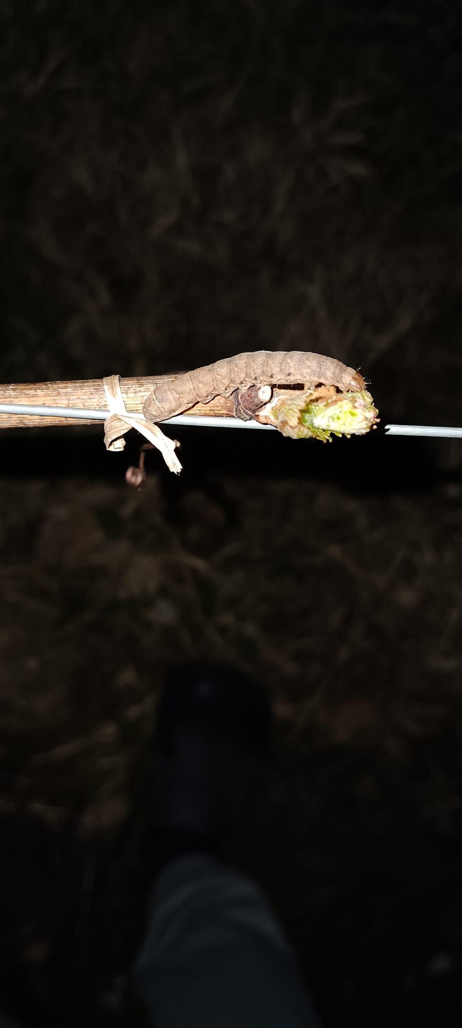 Prikradejo se ponoči, za sabo pustijo le škodo