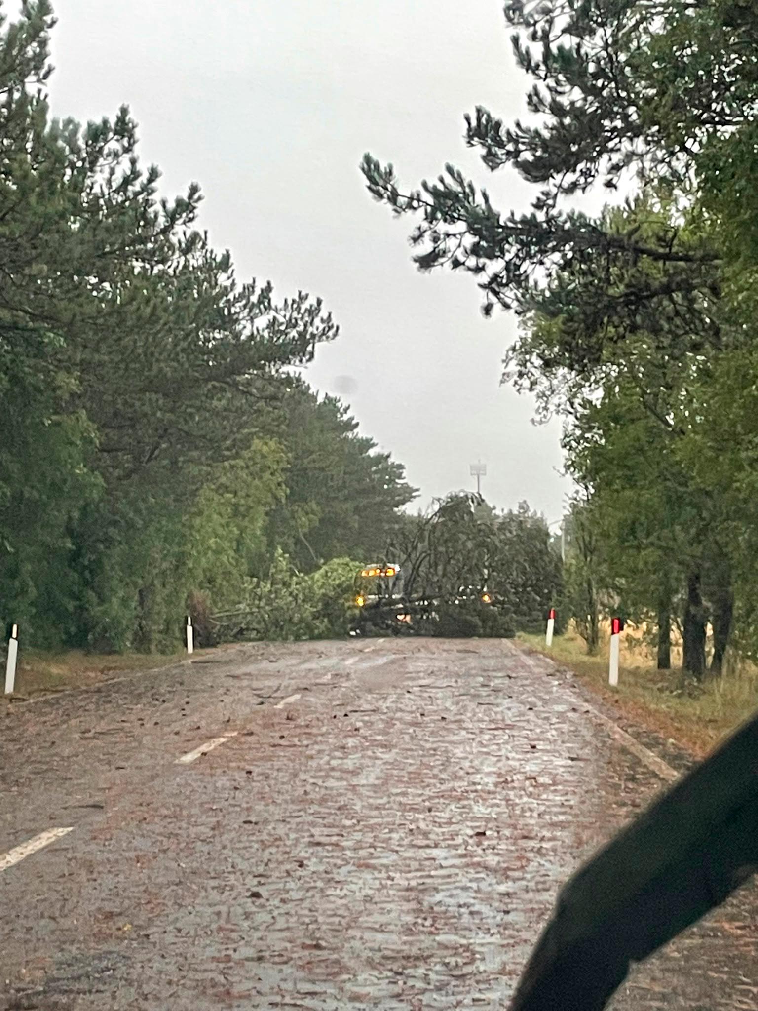 Na Tržaškem močan nevihtni piš podiral drevesa